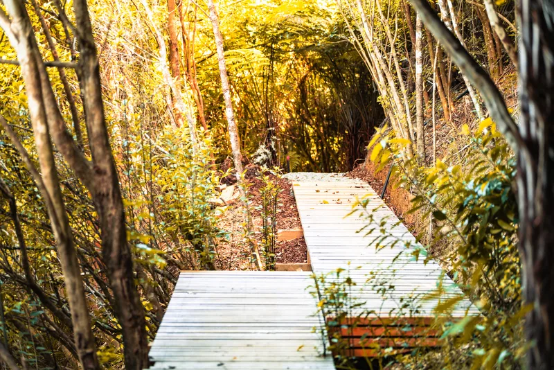 The boardwalk stepping down between young trees and tree ferns