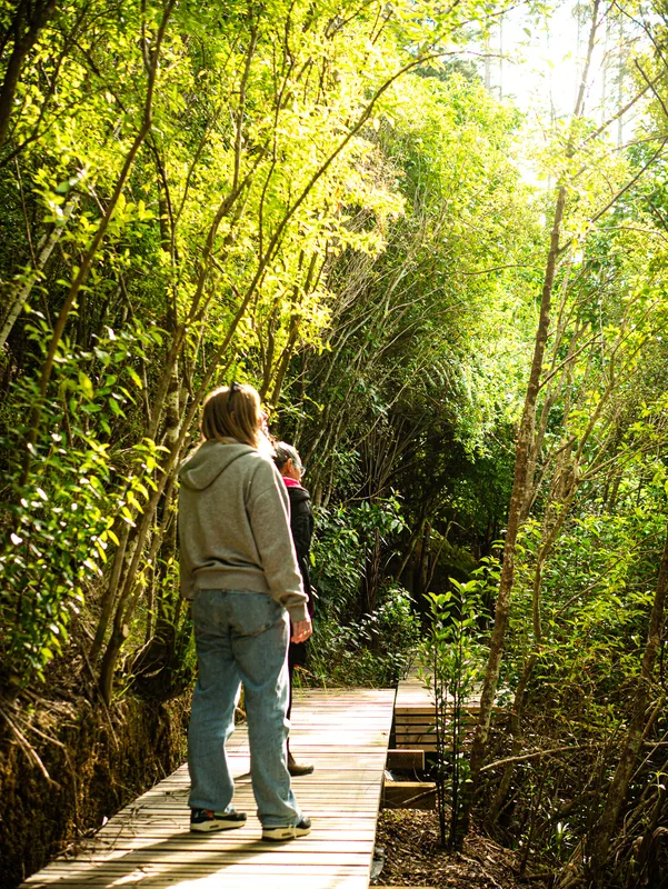 Two walkers on the boardwalk, looking up into sunlit native bush