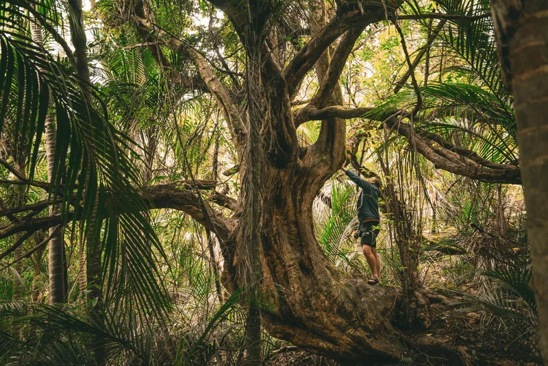 A walker standing in the arms of a huge old tree among the nīkau palms